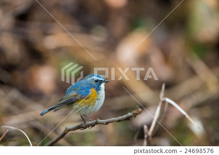 藍鳥 藍鳥 24698576