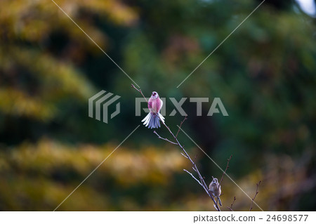 紅色鳥在冬天 紅色鳥在冬天 24698577