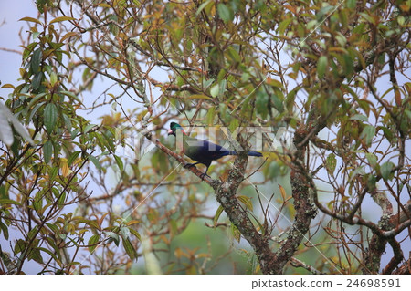 Akari Eboshidori 24698591