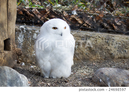 東京多摩動物園貓頭鷹 東京多摩動物園貓頭鷹 24698597