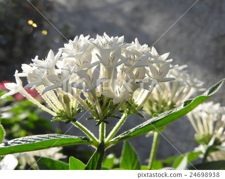 Santander is a very colorful flower with a tropical atmosphere. 24698938