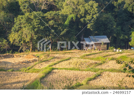Terraced Rice Field 24699157