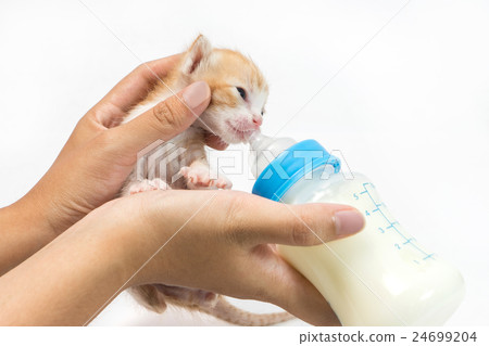 Feeding the Kitten on white background Feeding the Kitten on white background 24699204
