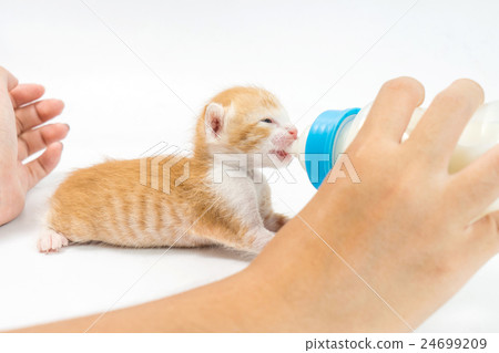 Feeding the Kitten on white background Feeding the Kitten on white background 24699209