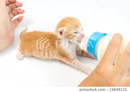 Feeding the Kitten on white background Feeding the Kitten on white background 24699210