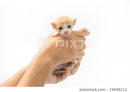 Carry the kitten 2 weeks old on white background Carry the kitten 2 weeks old on white background 24699212
