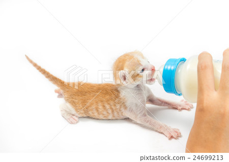 Feeding the Kitten on white background Feeding the Kitten on white background 24699213