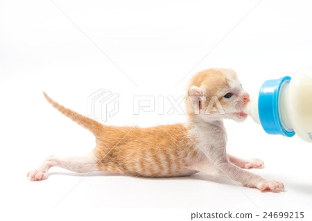 Feeding the Kitten on white background Feeding the Kitten on white background 24699215