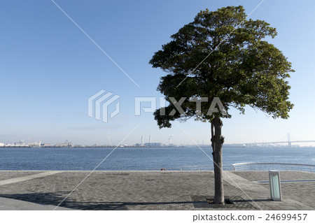 Minato Mirai Rinko Park 24699457