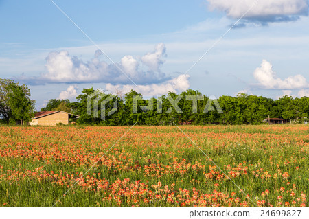 Wildflower - Indian paintbrush field and farmland. Wildflower - Indian paintbrush field and farmland. 24699827