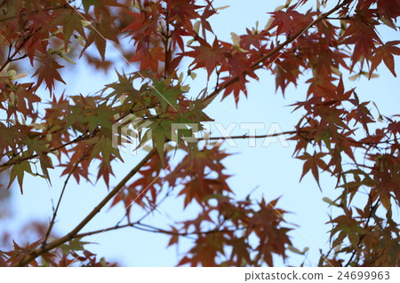 Autumn leaves 24699963