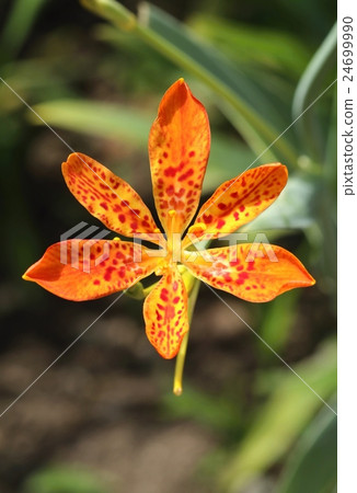 Healing Belamcanda chinensis 24699990