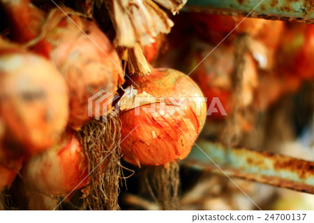 Fruit Fruit 24700137