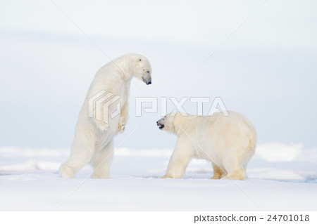 Polar fight on the ice. 24701018