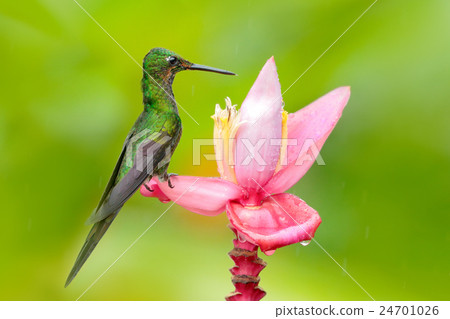 Hummingbird Empress Brilliant, sitting on flower Hummingbird Empress Brilliant, sitting on flower 24701026