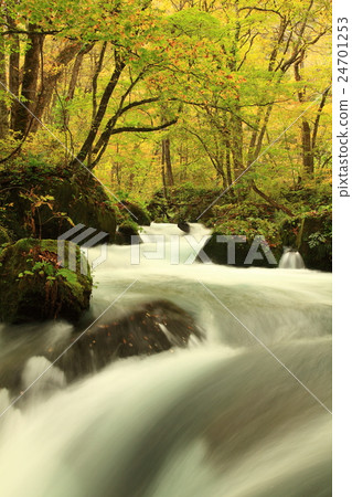 Oirase Stream of Towada Colored Leaves in Aomori Prefecture Oirase Stream of Towada Colored Leaves in Aomori Prefecture 24701253
