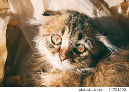 Beautiful fluffy kitten 24701600