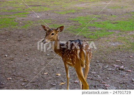 Bambi deer Bambi deer 24701729