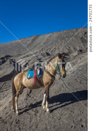 Horse in Mount Bromo Indonesia Horse in Mount Bromo Indonesia 24701735