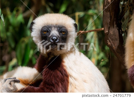 Lemur in the forest of Madagascar 24701779