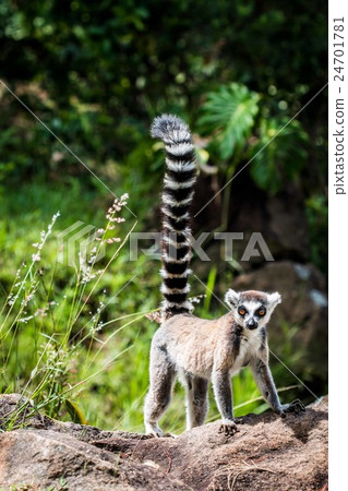 Ring tailed Lemur in Madagascar 24701781