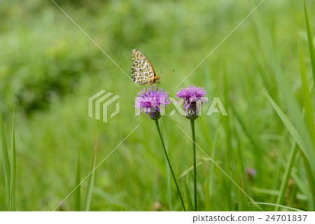 春天風景 24701837