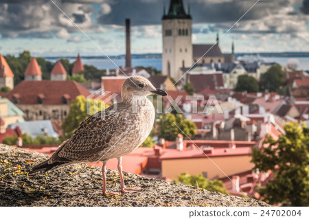 Seagull in Tallinn Estonia Seagull in Tallinn Estonia 24702004