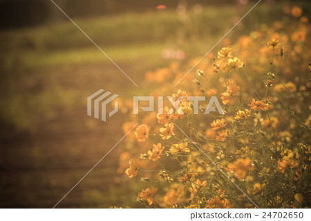 Yellow Cosmos flower Yellow Cosmos flower 24702650