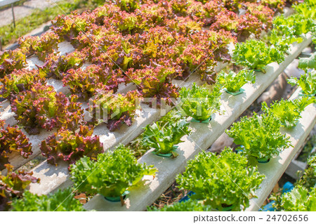 vegetable farm vegetable farm 24702656