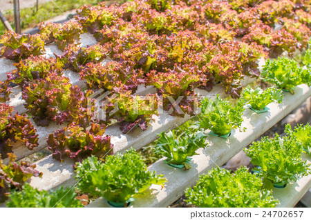 vegetable farm 24702657