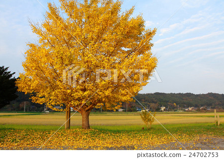 一棵銀杏樹所在的地方 24702753