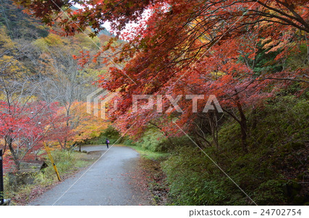 禦寒井谷的秋葉 24702754