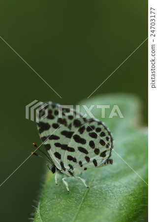It is the name that compared the pattern that sunspots were sprinkled on living thing insects, white spots on the wing's back to "go stone" 24703177