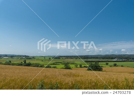 Wheat field 24703278