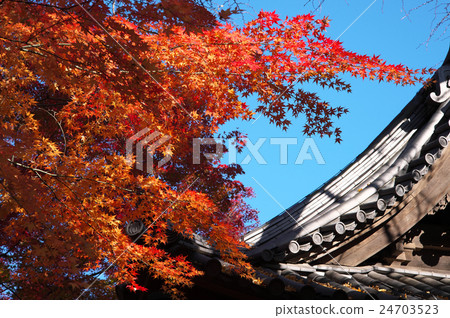 Sanphen garden burning in autumn leaves Sanphen garden burning in autumn leaves 24703523