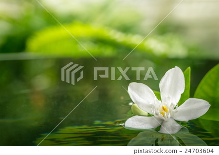 white flower floating on water with reflection . white flower floating on water with reflection . 24703604