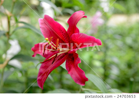 紅百合 紅百合 24703653