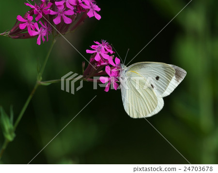 Monsieurian蝴蝶驅蚊鉛筆面對 24703678