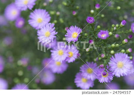 Peacock Aster 24704557