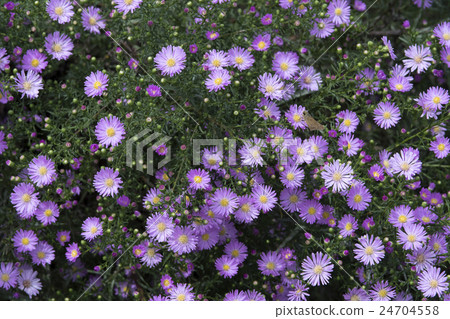 Peacock Aster 24704558