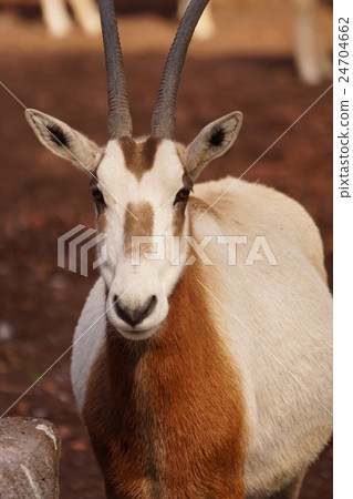 White Oryx 31 White Oryx 31 24704662