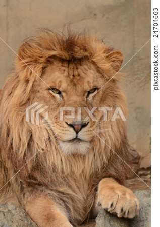 Lion 209 Lion 209 24704663