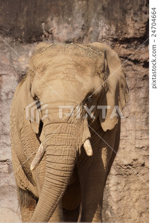 African elephant African elephant 24704664