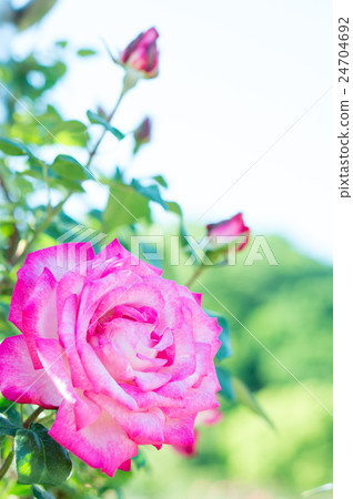 Roses (vine torch) Roses (vine torch) 24704692