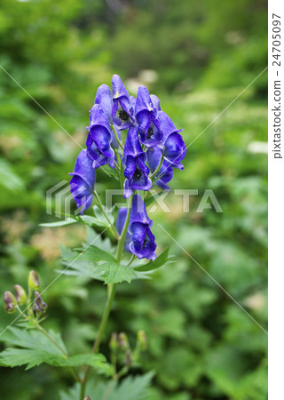 Miyama Torikabuto 24705097