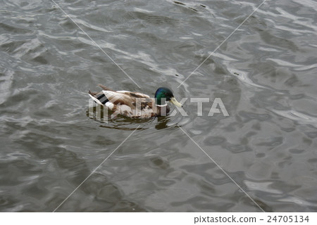 Lonely duck swimming in a river Lonely duck swimming in a river 24705134