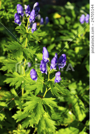 Miyama Torikabuto Miyama Torikabuto 24705144