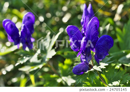 Miyama Torikabuto 24705145