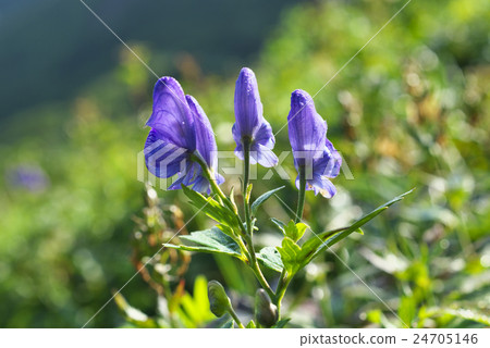 Miyama Torikabuto Miyama Torikabuto 24705146