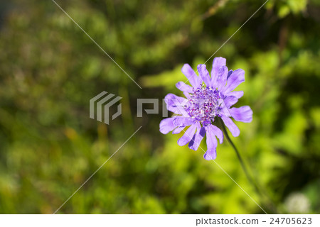 Takane buruma 24705623